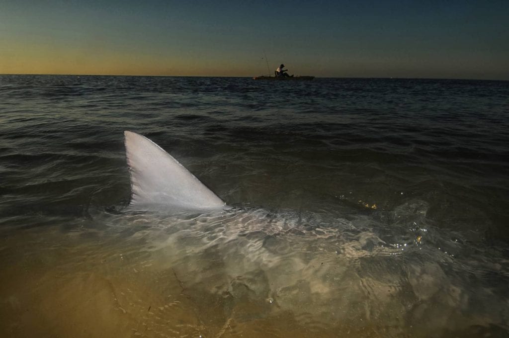 All Questions About Beautiful Sharks and Kayakers